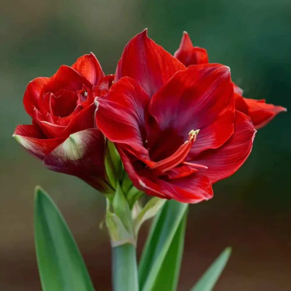 Amaryllis 'Cherry Nymph'