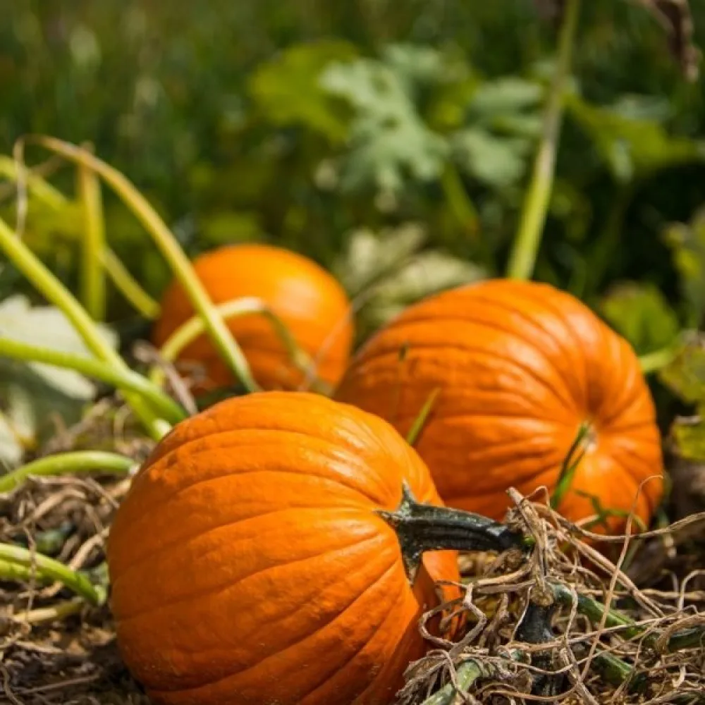Pumpa 'Karowita Bis'