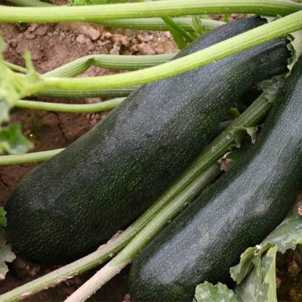 Zucchini 'Black Beauty'