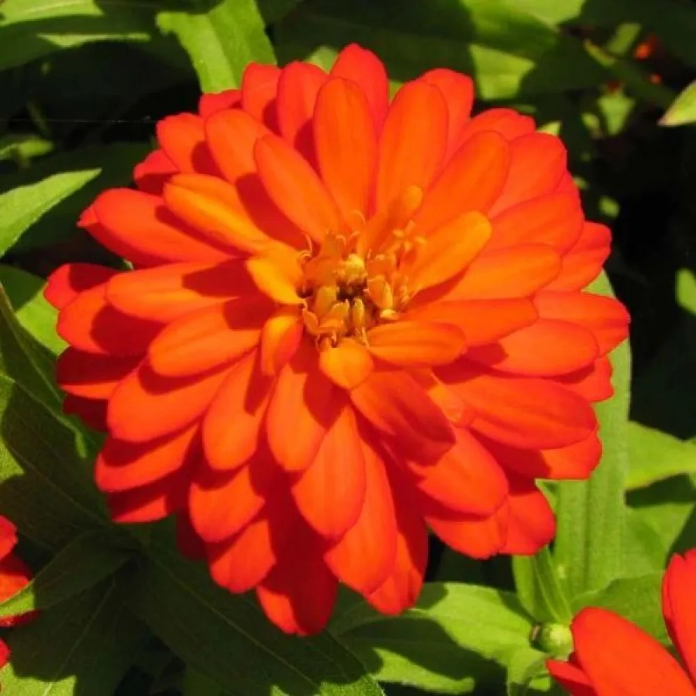 Zinnia 'Super Yoga Orange'