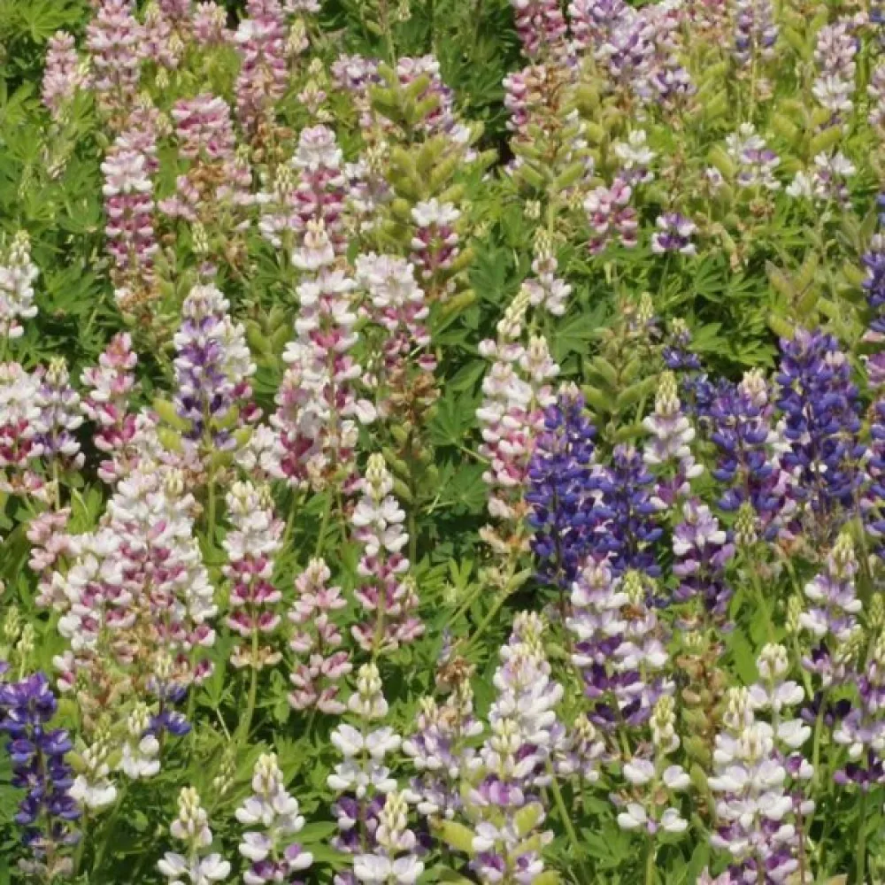 Lupin 'Pixie Delight' – mix