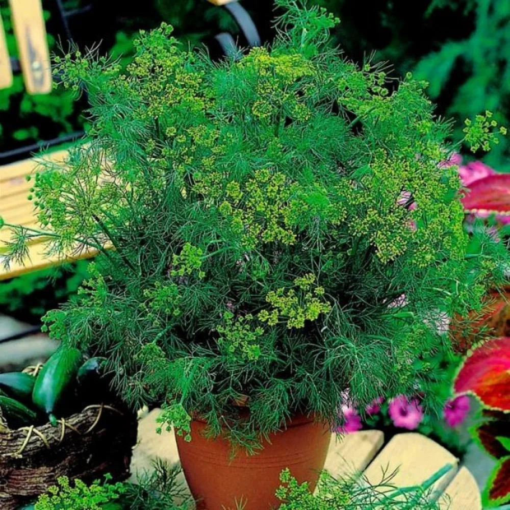 Dill 'Compact'