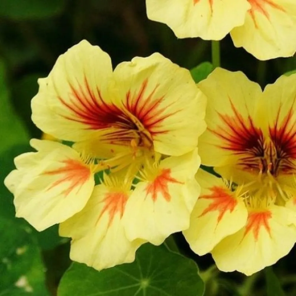 Krasse 'Peach Melba'