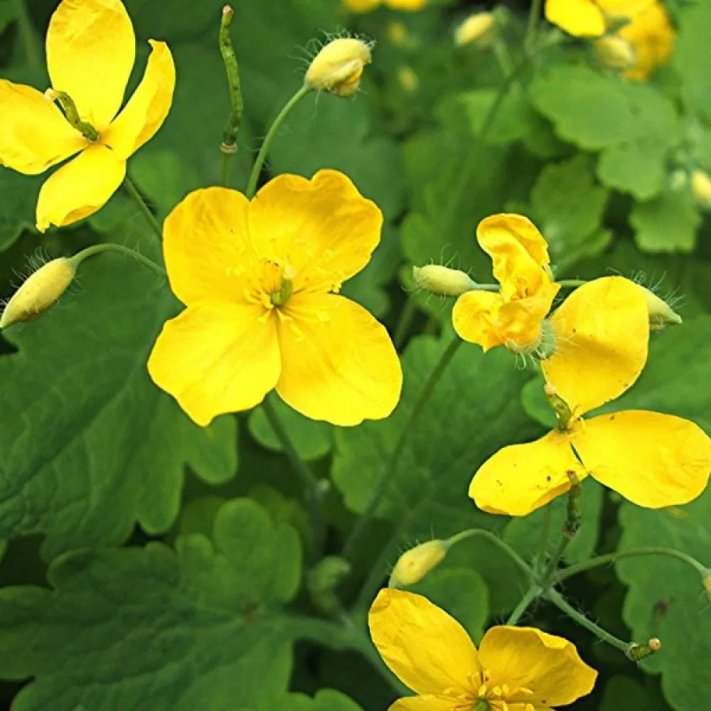 Skelört Chelidonium majus