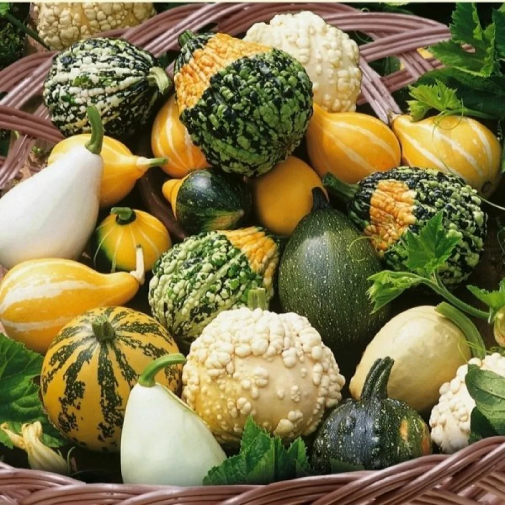 Pumpa 'Strie Melange' – blandning