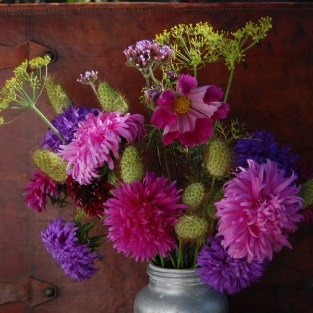 Sommaraster 'Ostrich Plume' mix