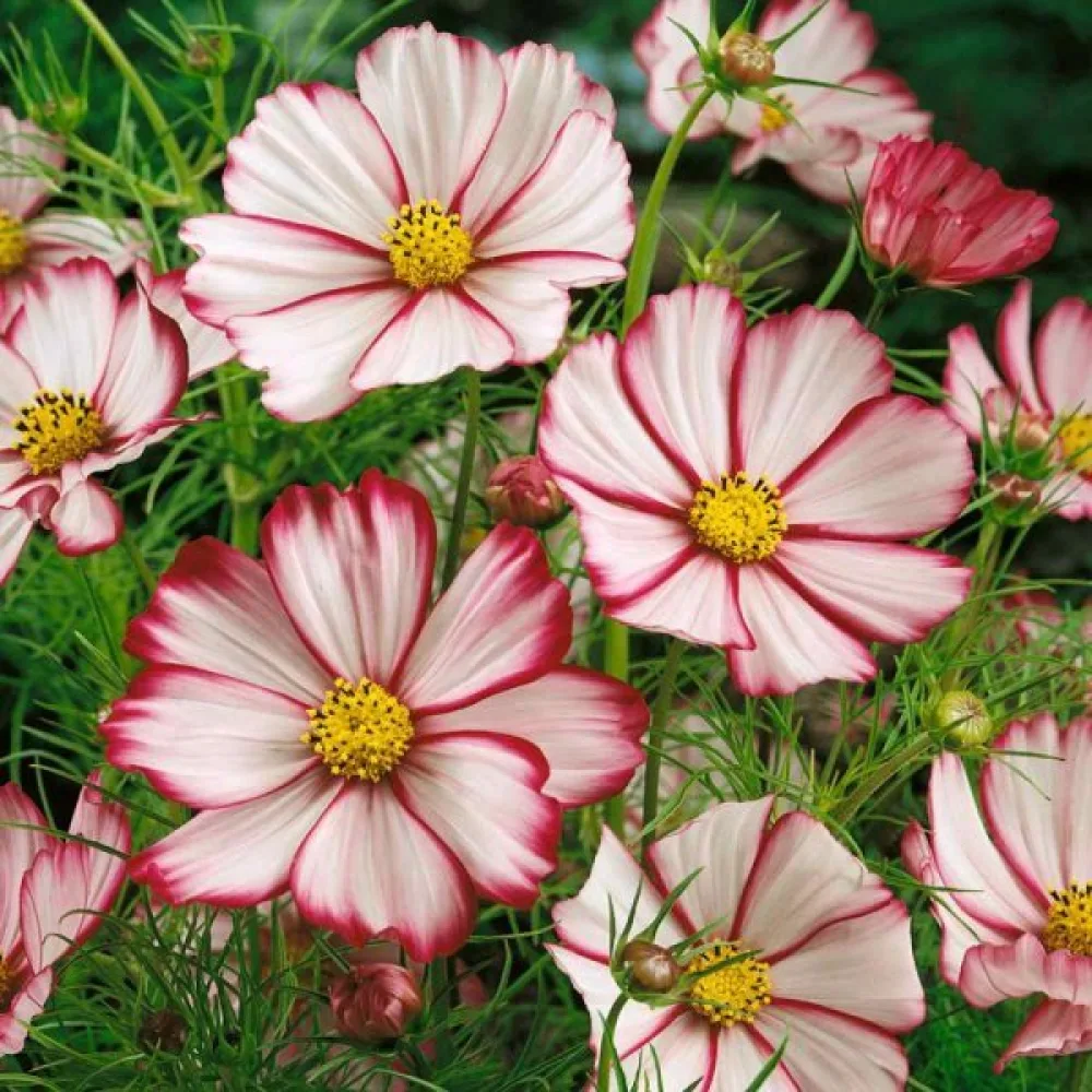 Rosenskära 'Candy Stripe' vit