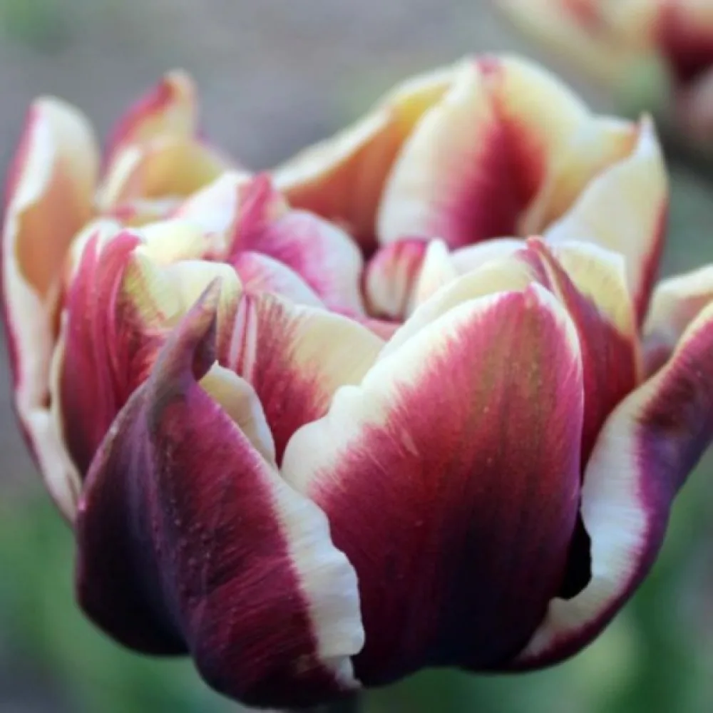 Tulpan 'Wyndham'