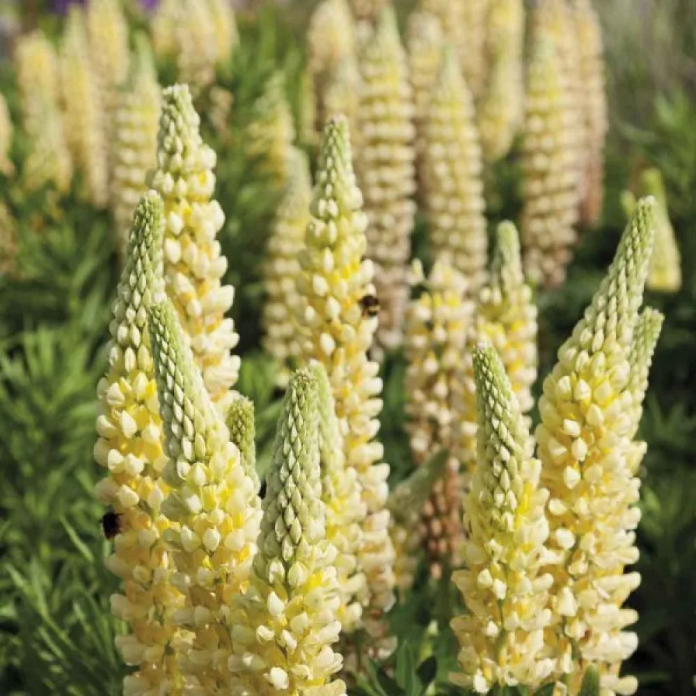 Blomsterlupin Lupinus polyphyllus, gul