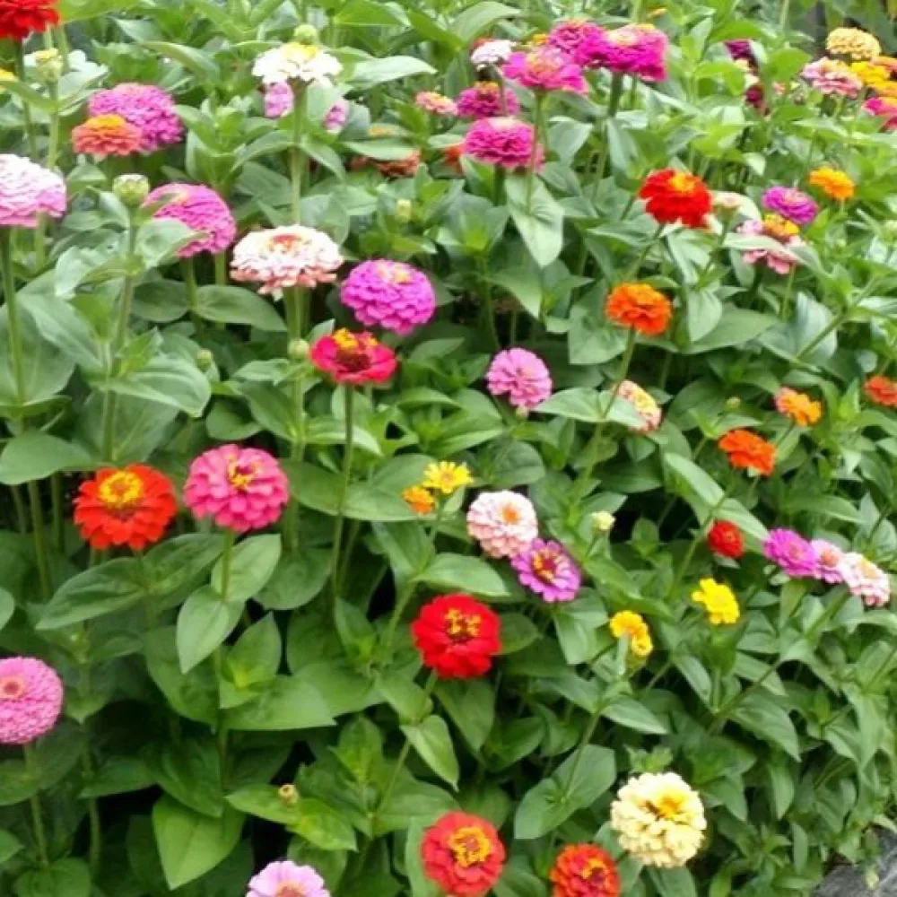 Zinnia 'California' (blandning)