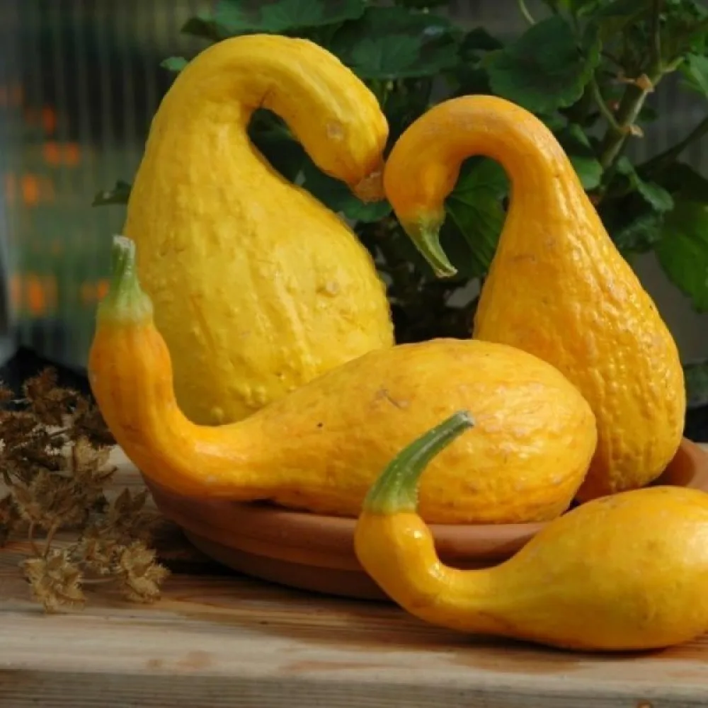 Pumpa 'Crookneck'