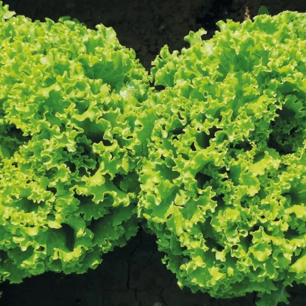 Sallad 'Gentilina'