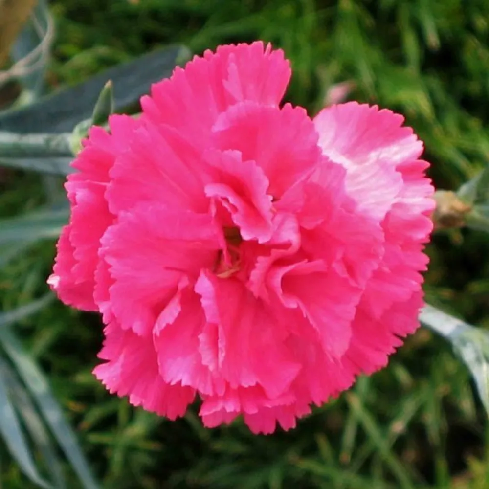 Nejlika 'Grenadin' – rosa