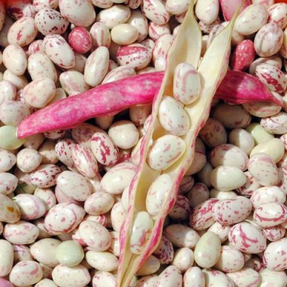 Torkböna 'Coco nain rose d'Eyragues'
