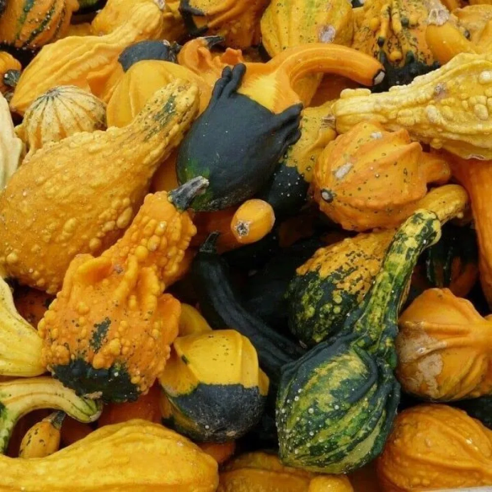 Pumpa, vårtiga – blandning