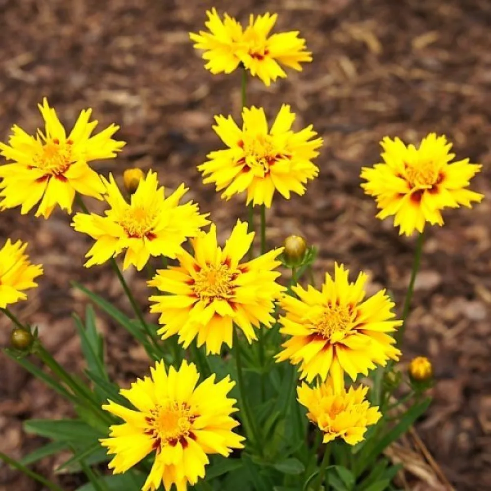 Skönöga 'Golden Crown'