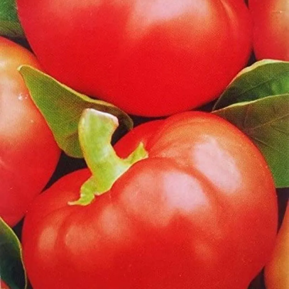 Tomatpaprika 'Topgirl'
