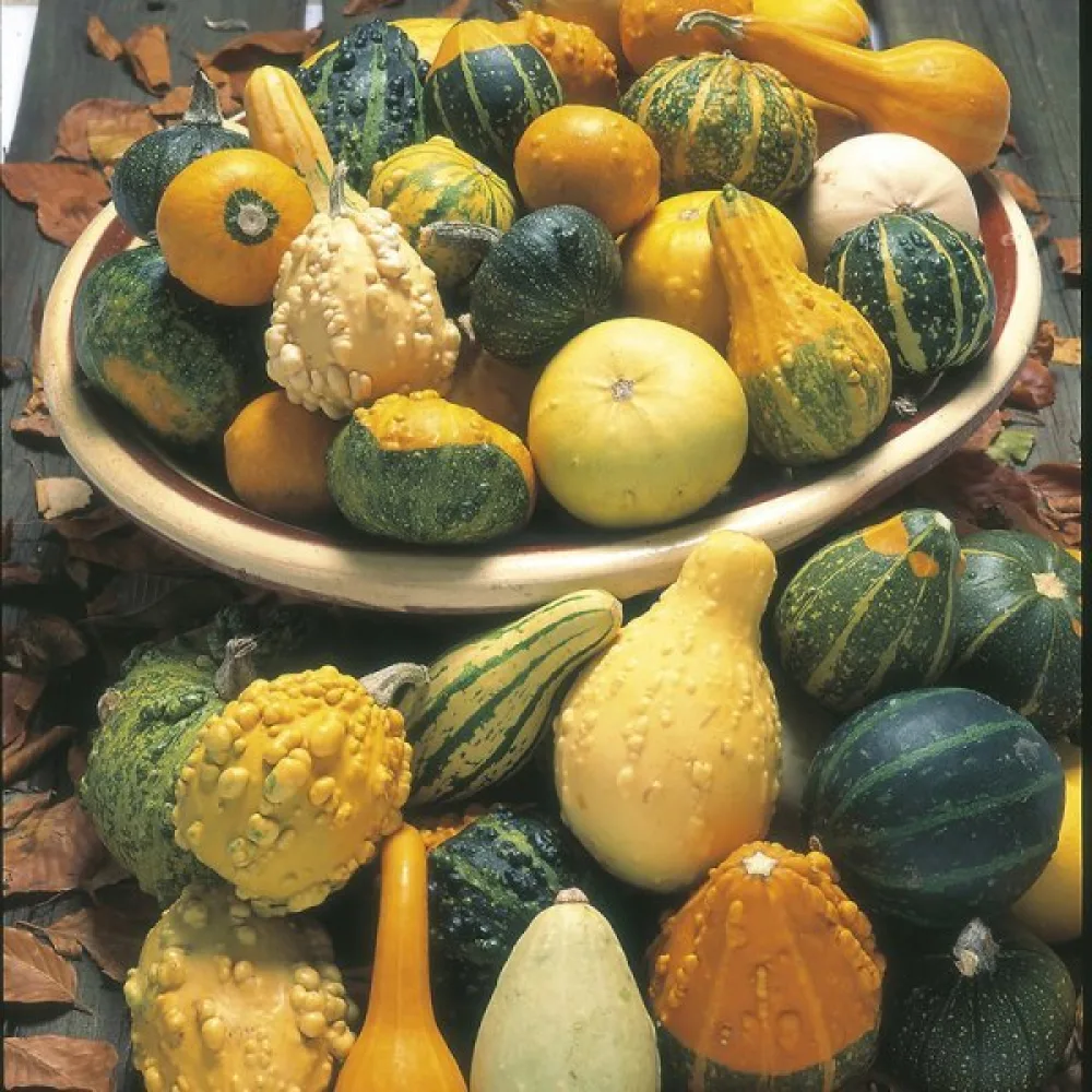 Pumpa 'Strie Melange' – blandning