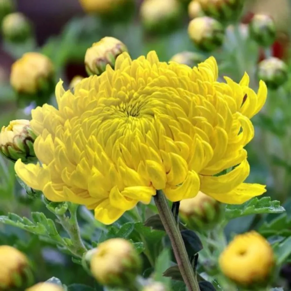 Sommaraster Pompon – gul