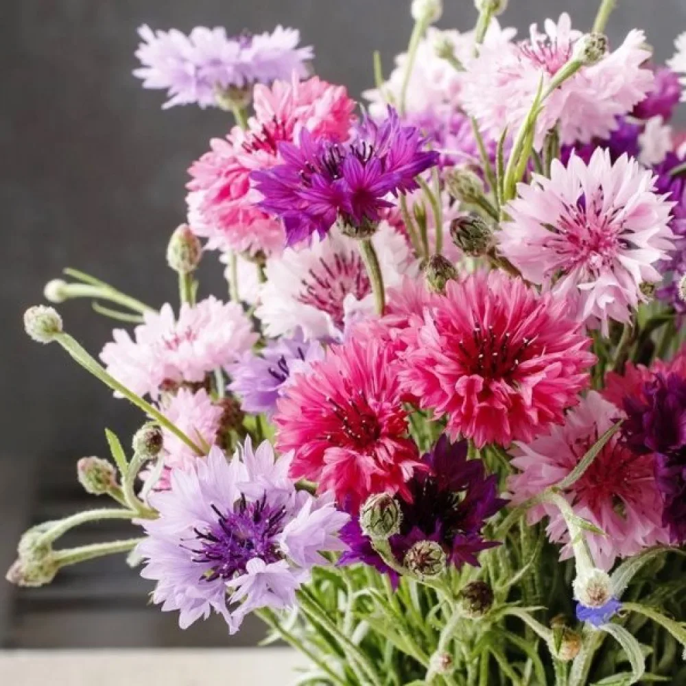 Blåklint Centaurea cyanus, tidig, mix
