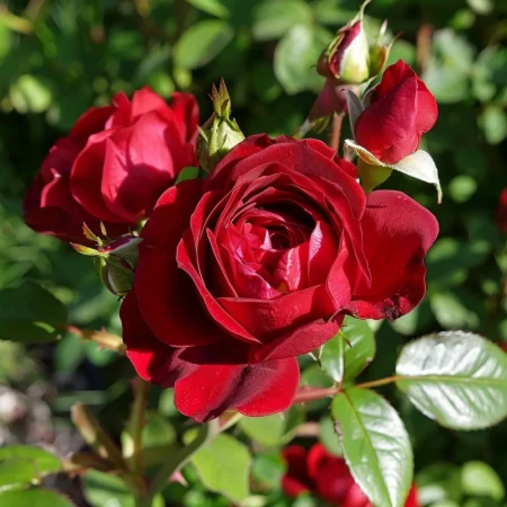 Ros 'Dark Red Fairytale' – barrotad