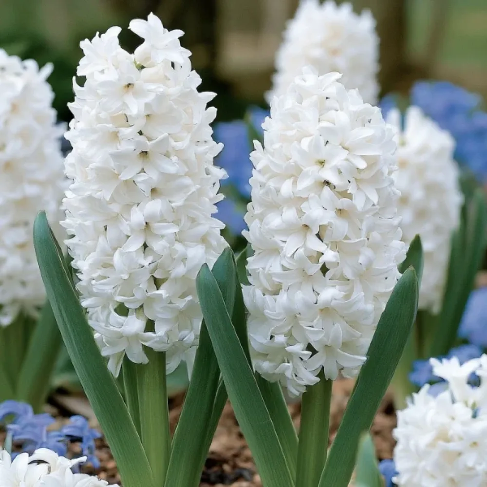 Hyacint 'Polar Giant'