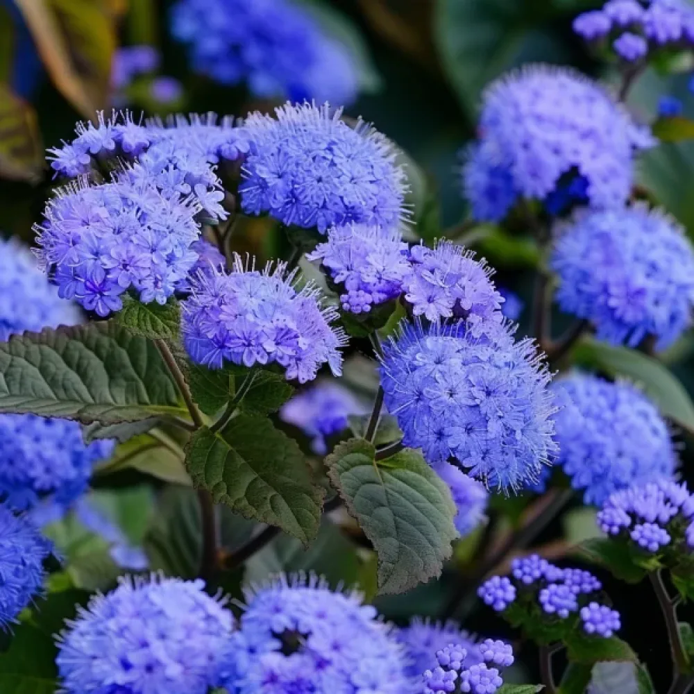 Leverbalsam 'Blue Mink'