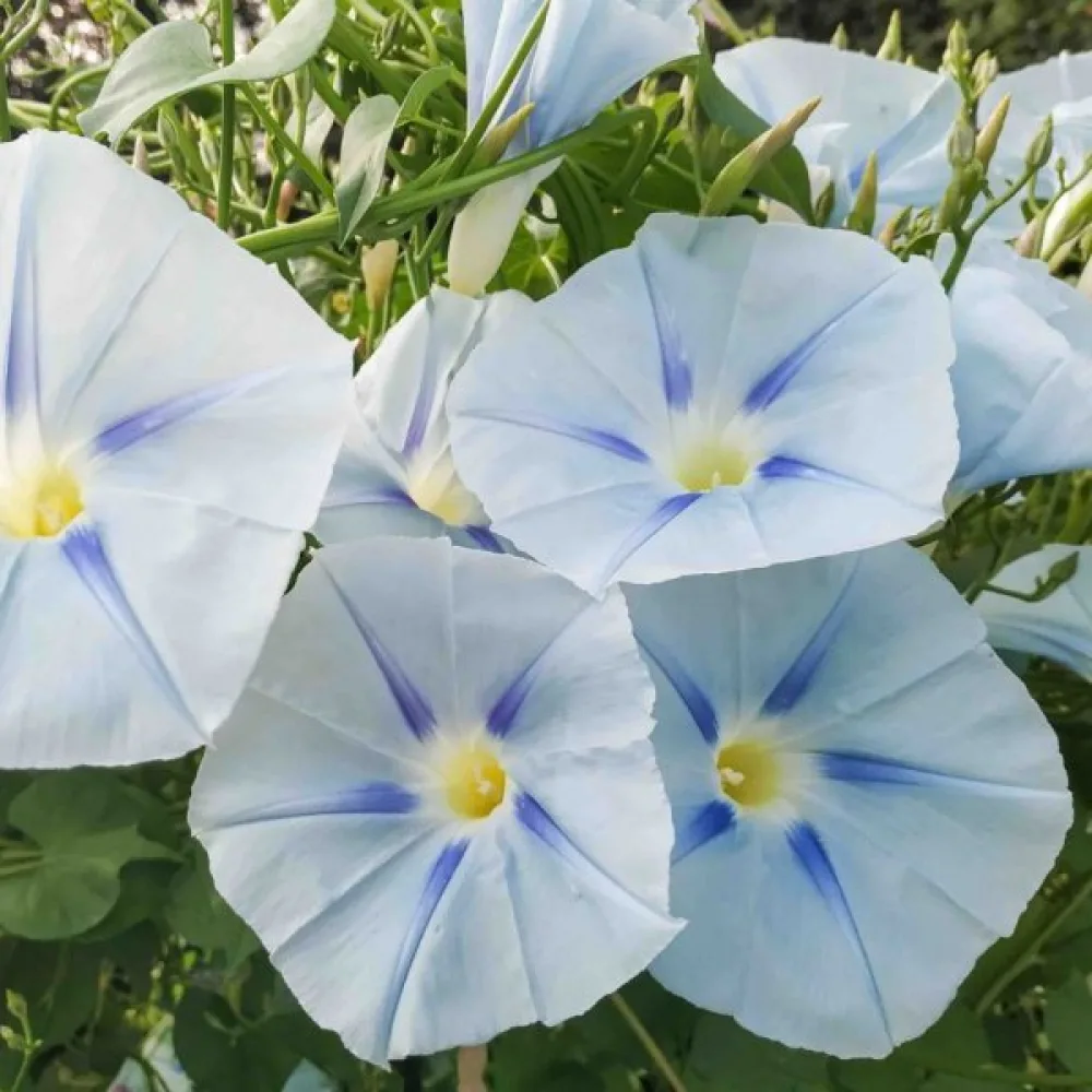 Blomman för dagen 'Ismay'