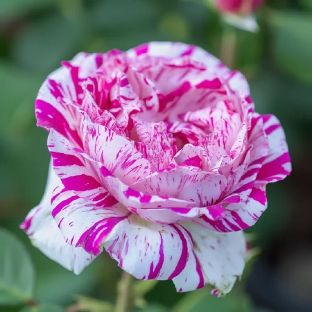 Ros 'Bologna Lavender' – barrotad