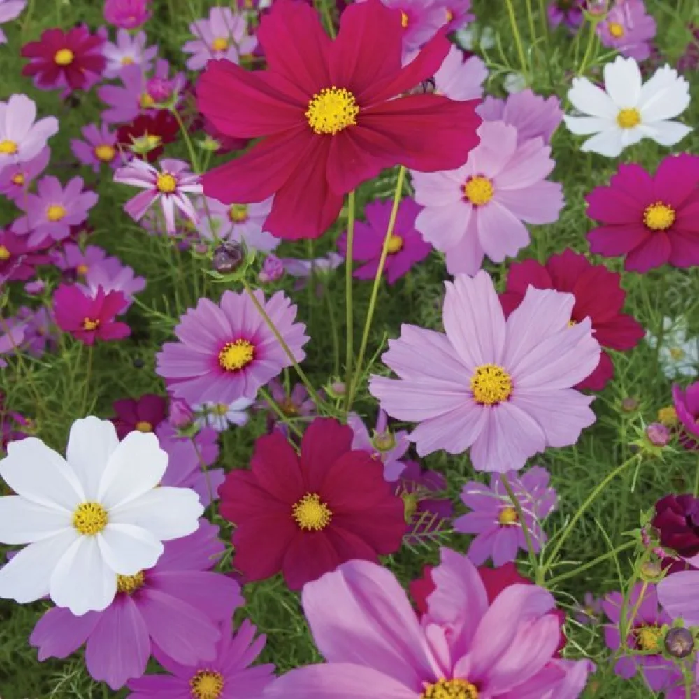 Rosenskära 'Early Summer' mix