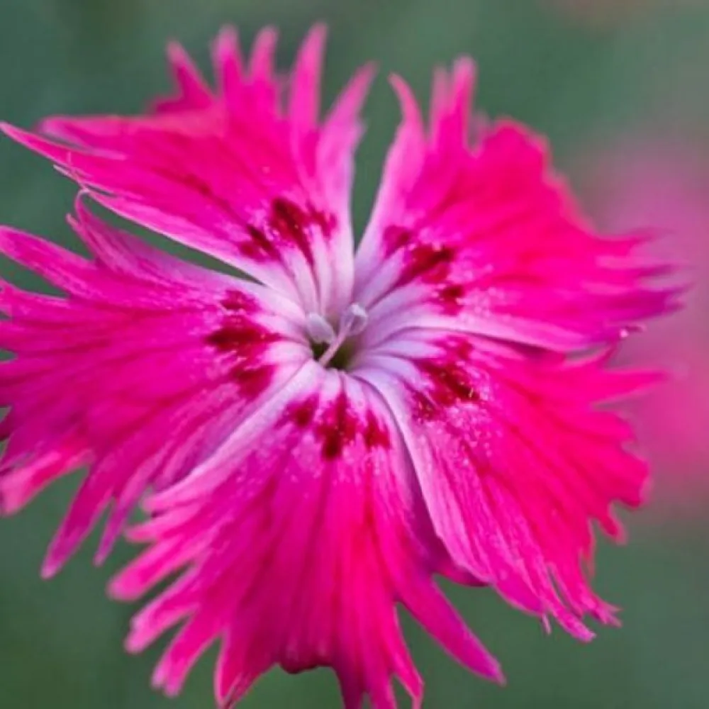 Nejlika Dianthus gratianopolitanus – rosa