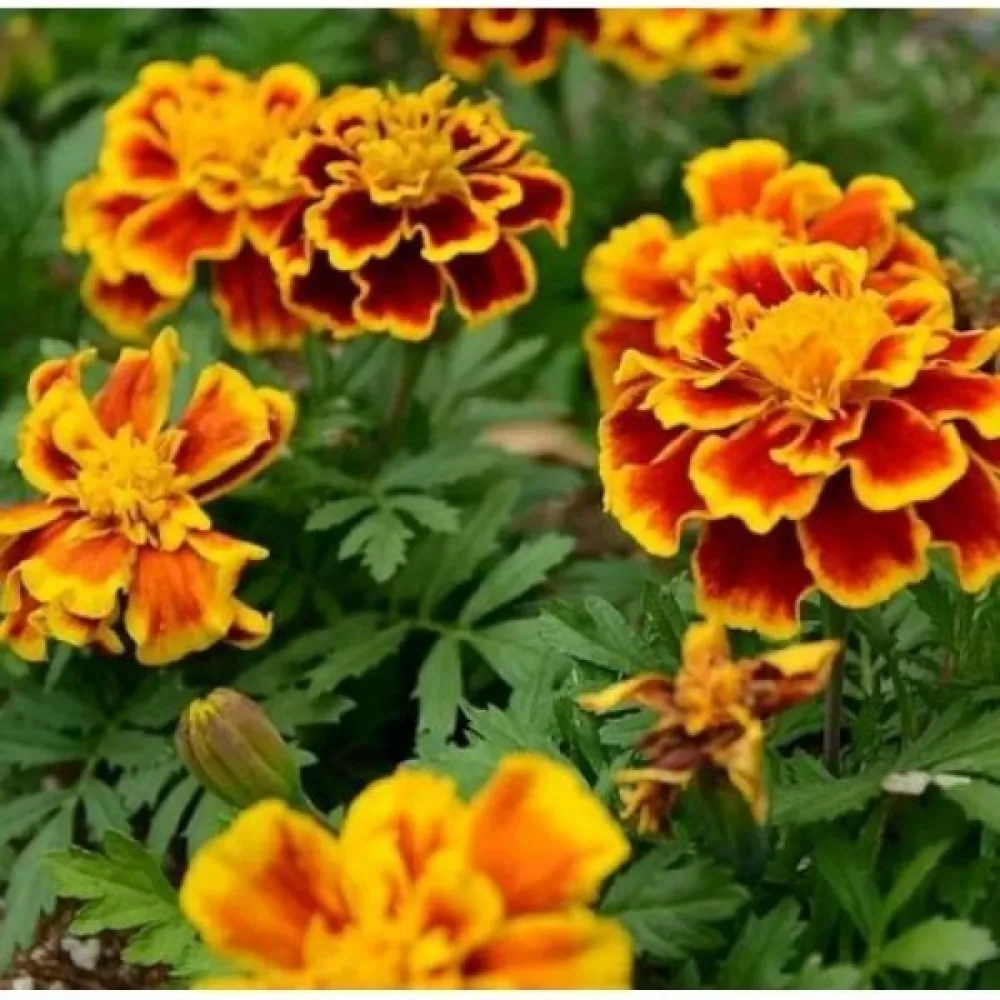 Fransk tagetes 'Yellow Brocade'