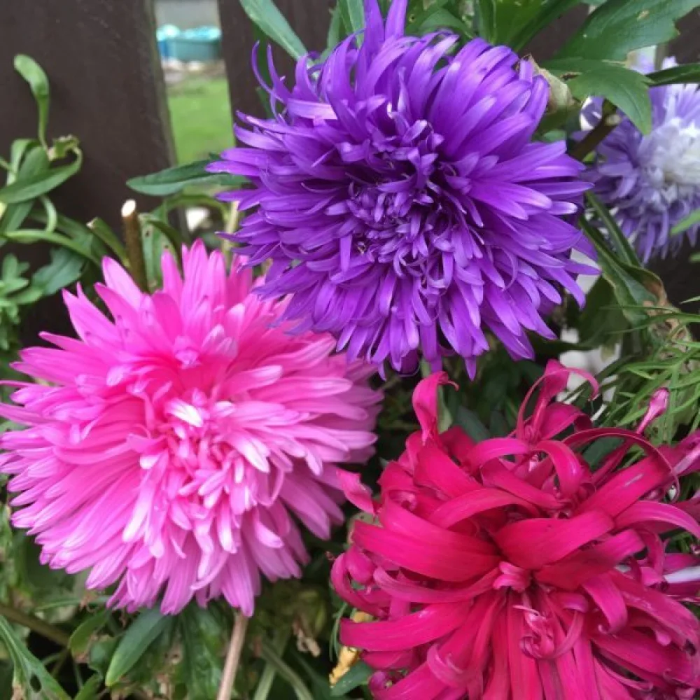 Sommaraster 'Ostrich Plume' mix