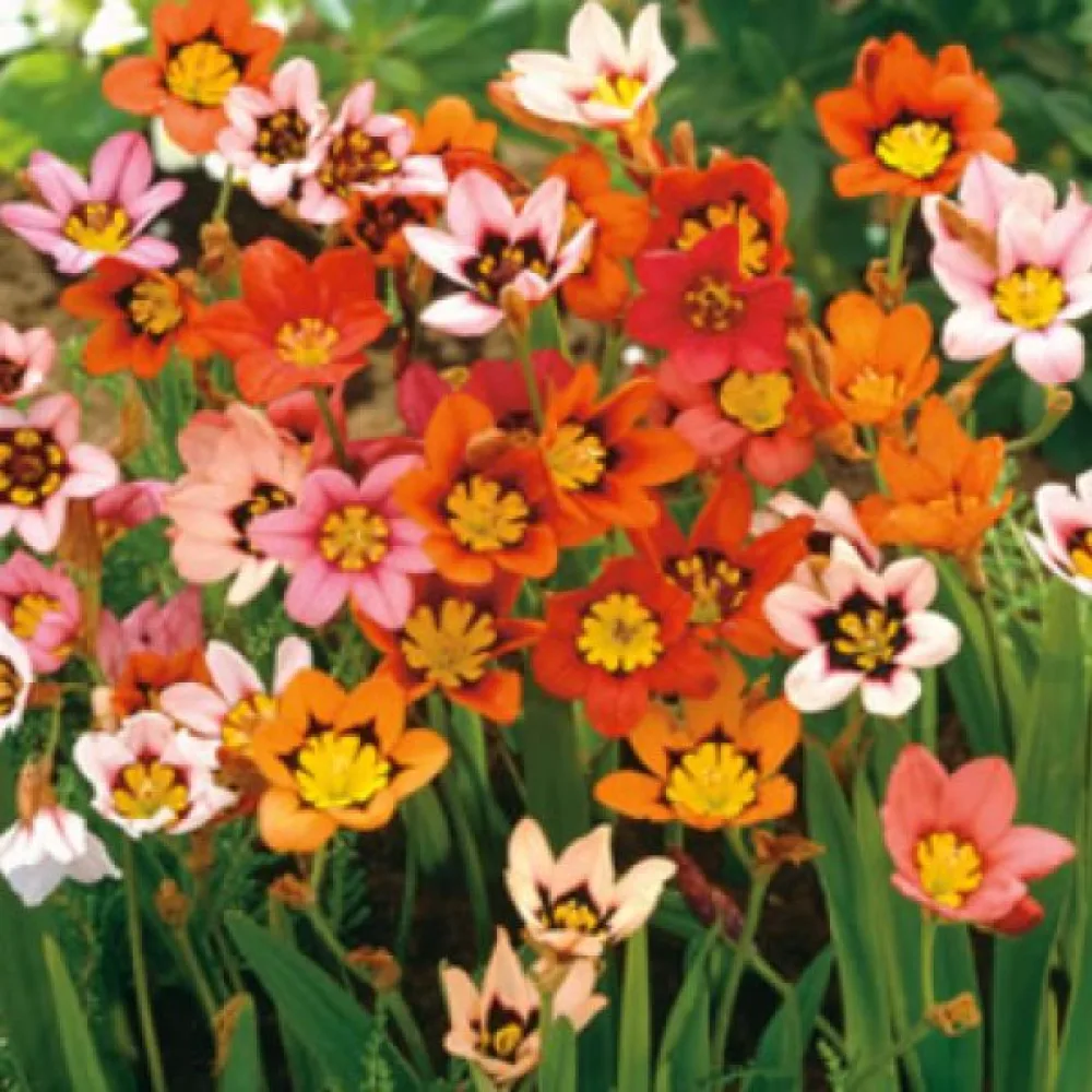 Sparaxis 'Sparaxis mixed'