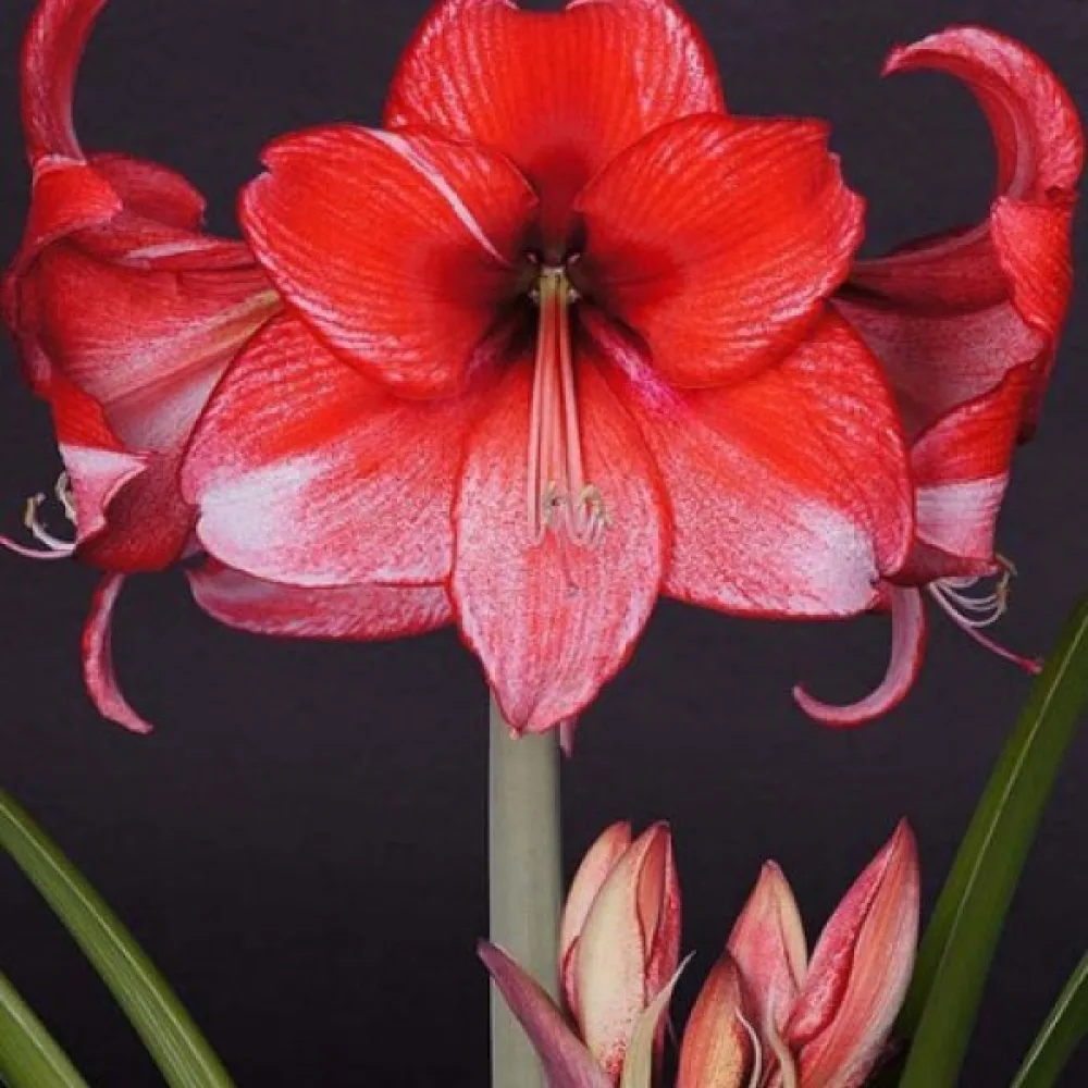 Amaryllis 'Charisma'