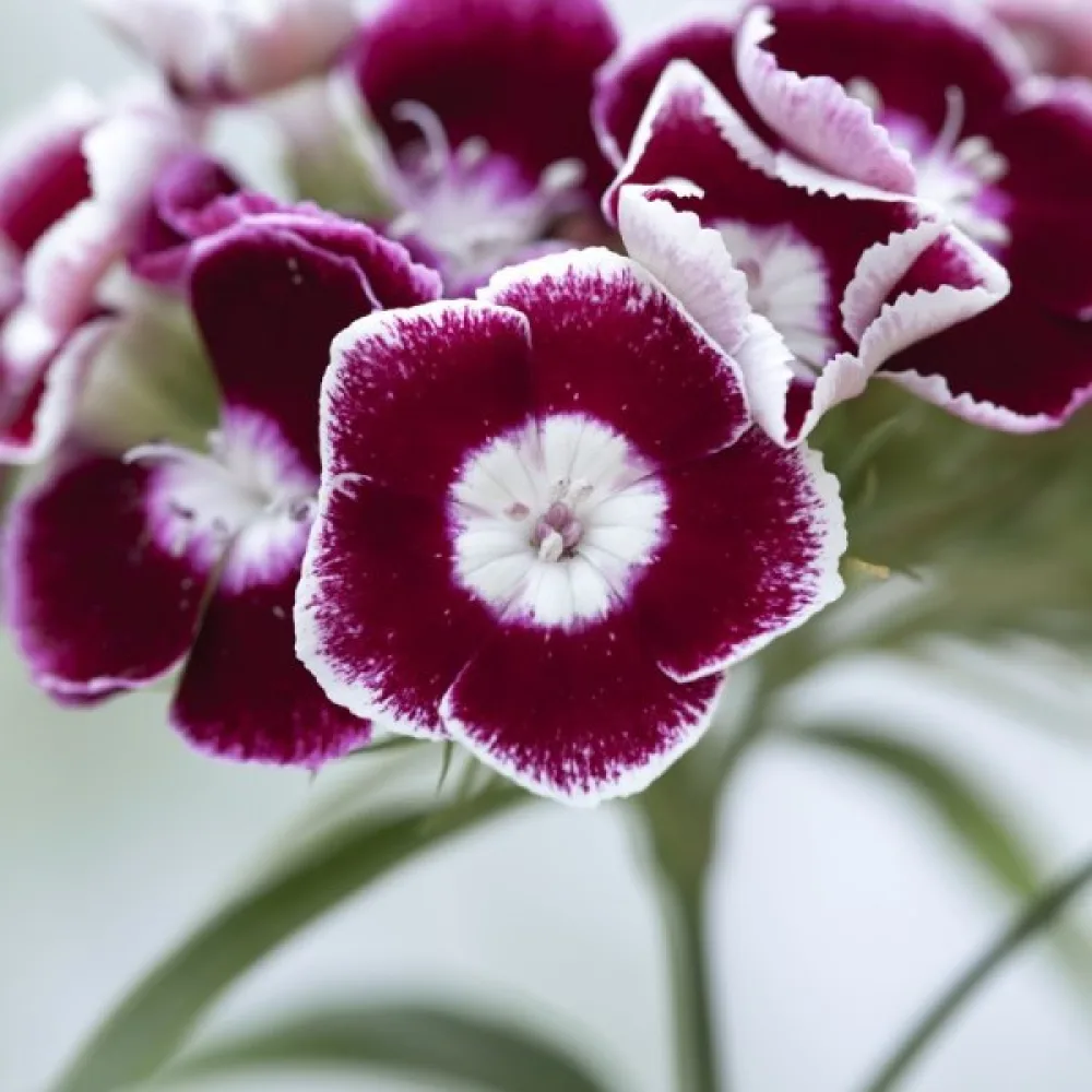 Borstnejlika 'Auricula-Eyed' – mix