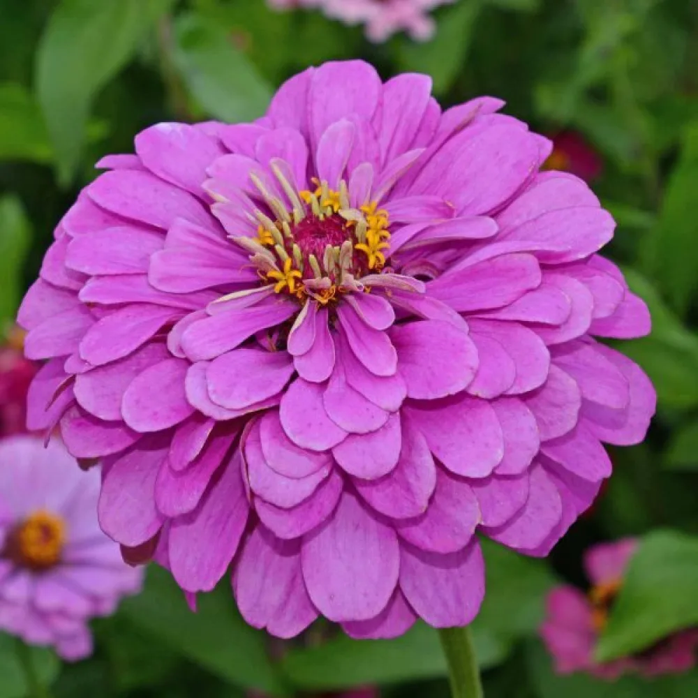 Zinnia 'Super Yoga Lavender'