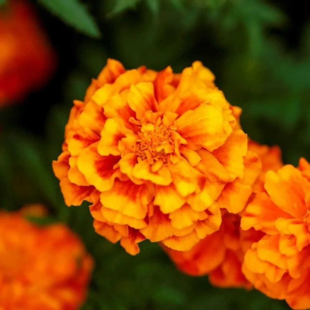 Fransk tagetes 'Del Sol'