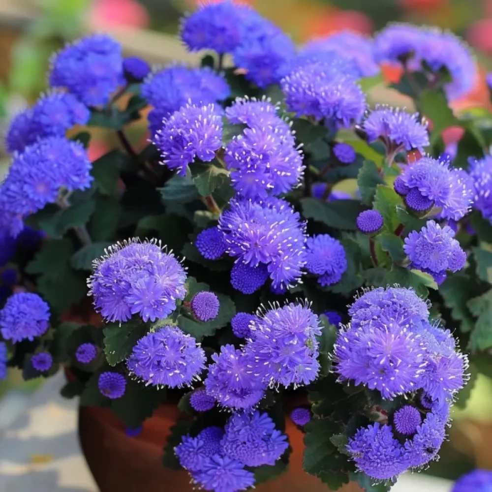 Ageratum, blå