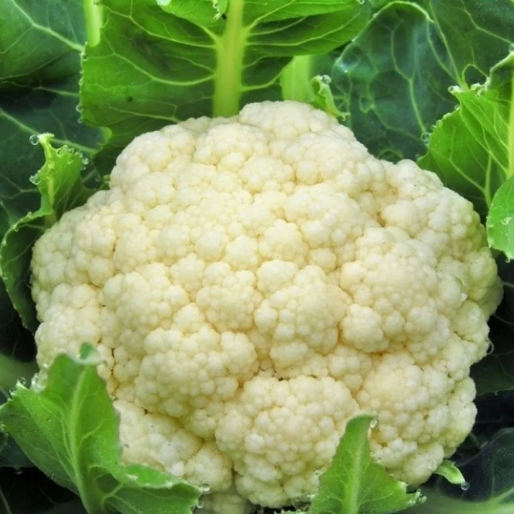 Blomkål 'Robert'