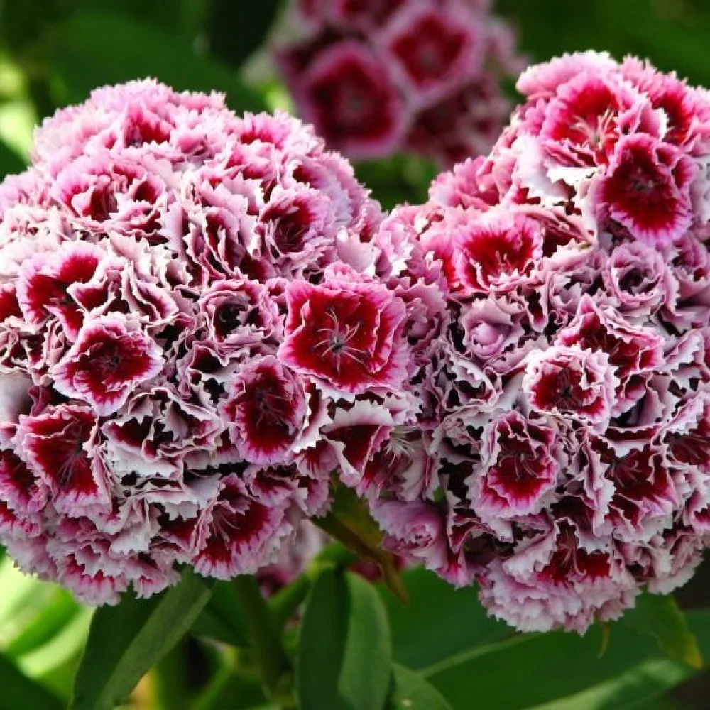 Borstnejlika 'Hollandia' – mix
