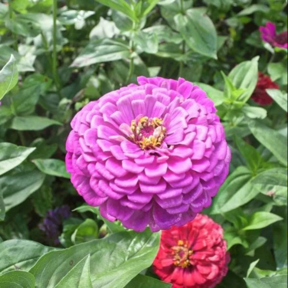 Zinnia 'Super Yoga Lavender'