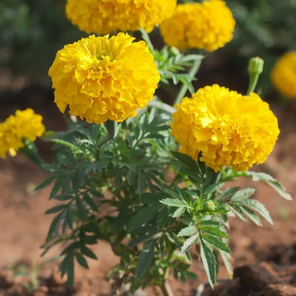 Afrikansk tagetes 'Smiles Golden'