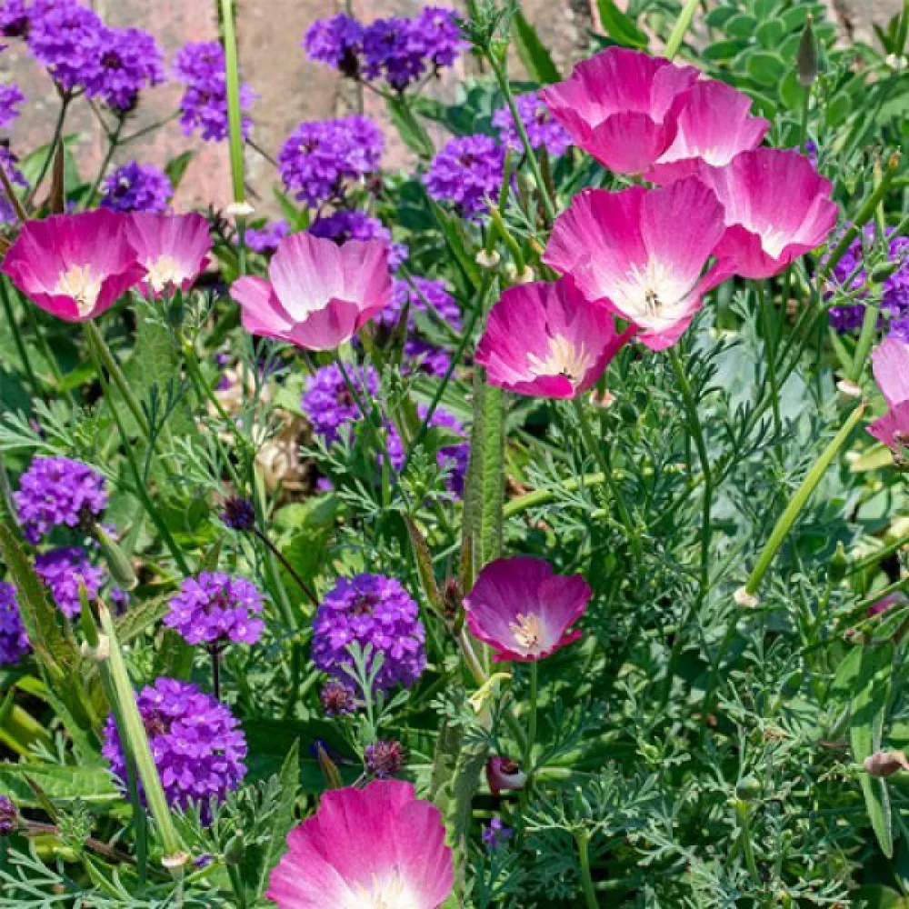 Sömntuta 'Purple Gleam', lila