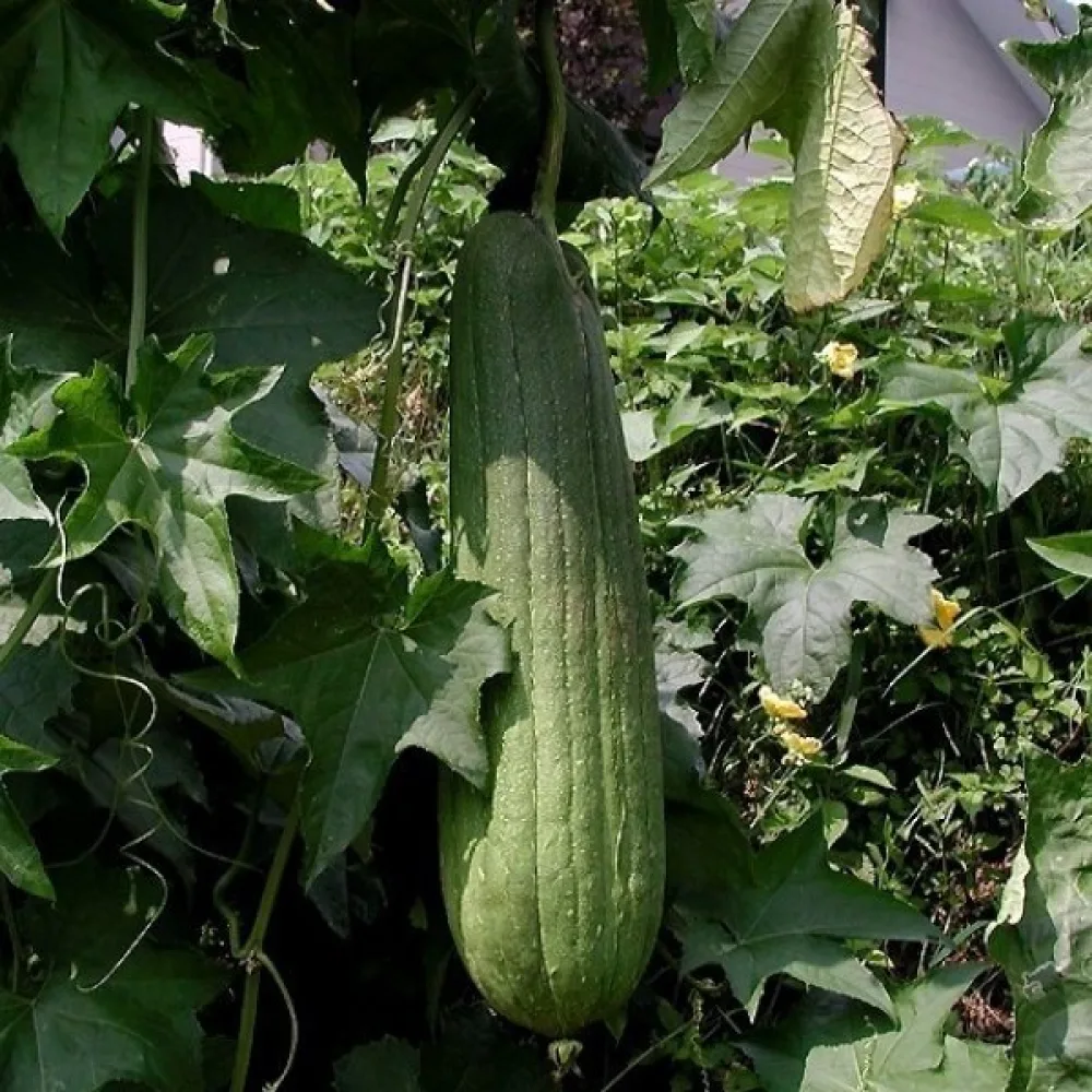 Luffa (svampgurka)