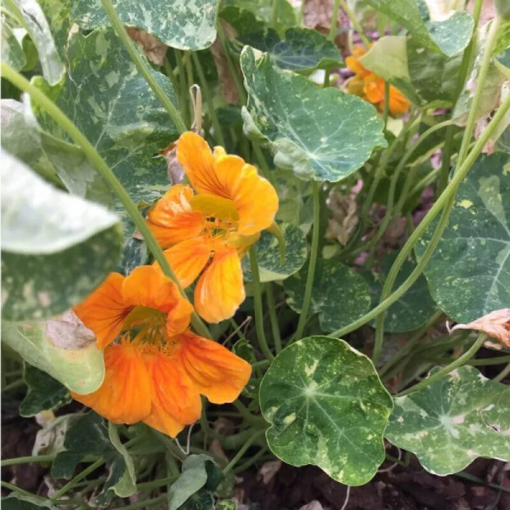 Krasse 'Alaska Gold'