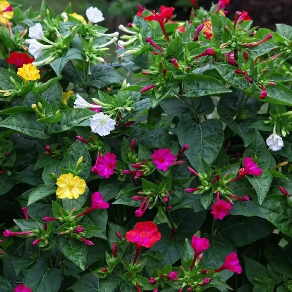 Underblomma – mix