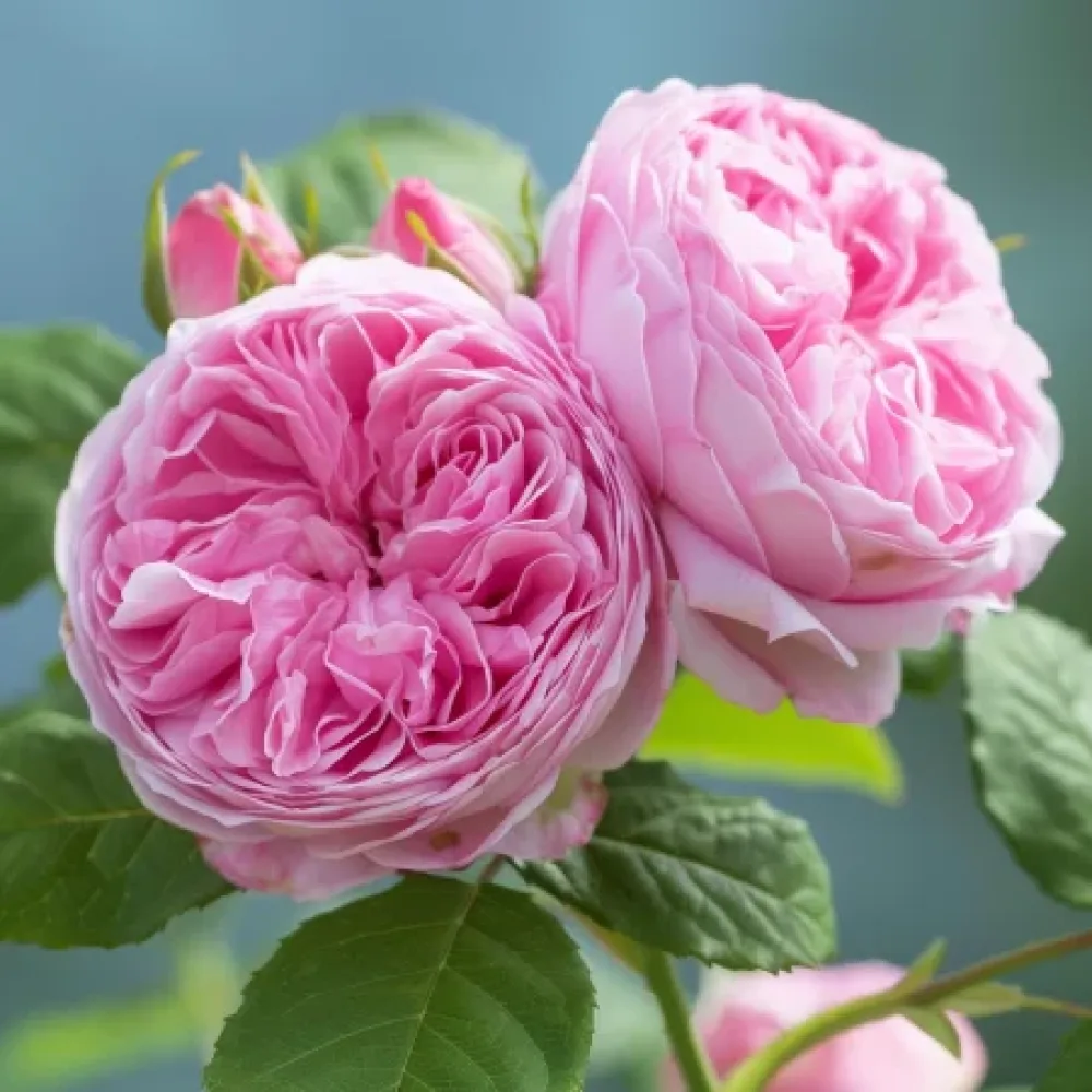 Ros 'Royal Essence'