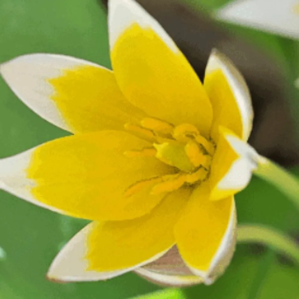 Tulpan 'Tarda Dasystemon'