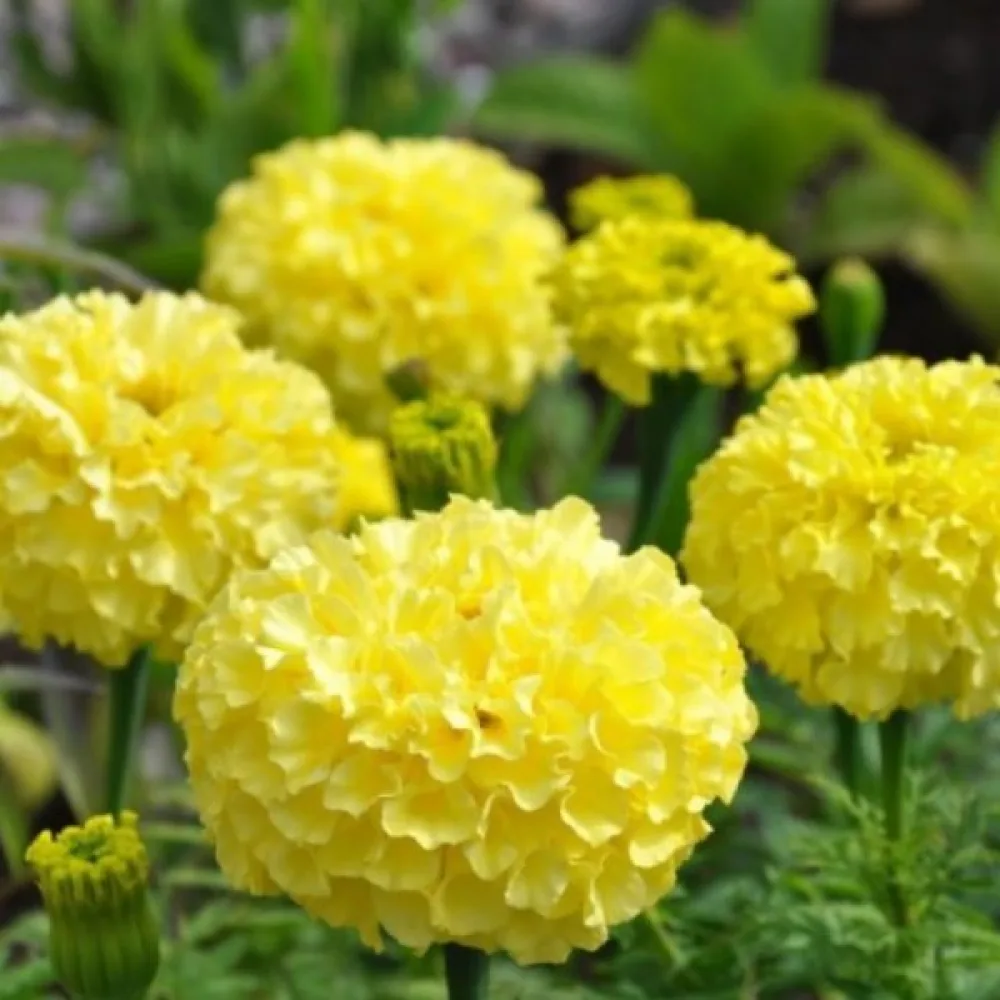 Afrikansk tagetes 'Calando Lemon'